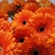 flores naranja
